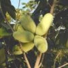 Maria's Joy Paw Paw -Garden Plants 2714