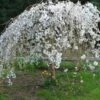 Weeping Santa Rosa Plum -Garden Plants 2d6a626de24f4e9dc050125301c91e3a 1