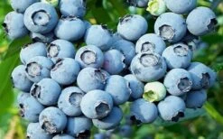 Powderblue Rabbiteye Blueberry - 1 Gallon Pot -Garden Plants 3591 powder blue blueberry