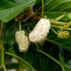 Nikita White⢠Mulberry 2 Nikita White⢠Mulberry -Garden Plants 3606