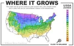 Arctic Fire Red Twig Dogwood - 3 Gallon Pot 11 Arctic Fire Red Twig Dogwood - 3 Gallon Pot -Garden Plants 3a 8a 2