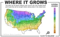 American Basswood Tree (Tilia Americana) - 3 Gallon Pot 10 American Basswood Tree (Tilia Americana) - 3 Gallon Pot -Garden Plants 3a 8b 7