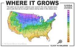 Hillier Porcelain Blue Corydalis - 1 Gallon Pot -Garden Plants 3a 9b 4