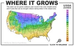 Grancy Graybeard - White Fringe Tree - 3 Gallon Pot -Garden Plants 3b 9a