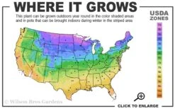 Spartan Juniper - 6 Pack Of 1 Gallon Pots -Garden Plants 3b 9b 1