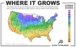 Purpurea Plena Elegans Clematis - 1 Gallon Pot -Garden Plants 4a 11 1