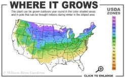 Fall Gold Raspberry - 1 Gallon Pot -Garden Plants 4a 8a 1