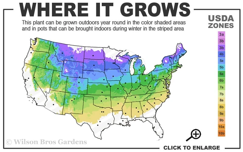 Bloomerang Purple Lilac - 2 Gallon Pot 5 Bloomerang Purple Lilac - 2 Gallon Pot - Image 3