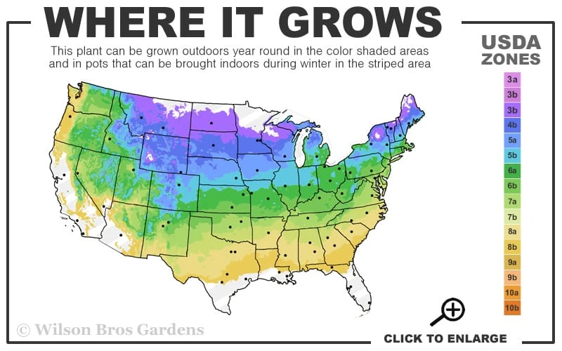 White Wedding Hydrangea - 2 Gallon Pot 5 White Wedding Hydrangea - 2 Gallon Pot - Image 3