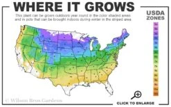 Maple Leaf Viburnum - 1 Gallon Pot -Garden Plants 4a 8b 28