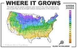 Cardinal Wyszynski Clematis - 1 Gallon Pot -Garden Plants 4a 8b thumbnail 2