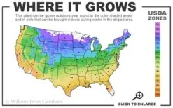 Rise Up 'Lilac Days' Rose - 2 Gallon Pot -Garden Plants 4a 9b 63