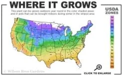 Adam's Courage Clematis - 1 Gallon Pot -Garden Plants 4a 9b thumbnail