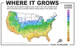 Chicago Cold Hardy Fig Tree - 3 Gallon Pot 9 Chicago Cold Hardy Fig Tree - 3 Gallon Pot -Garden Plants 5a 10b 1