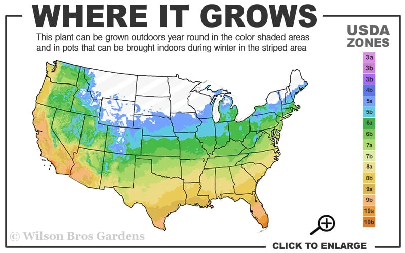 Blue Chaste Tree - Vitex Agnus-castus - 1 Gallon Pot 5 Blue Chaste Tree - Vitex Agnus-castus - 1 Gallon Pot - Image 3