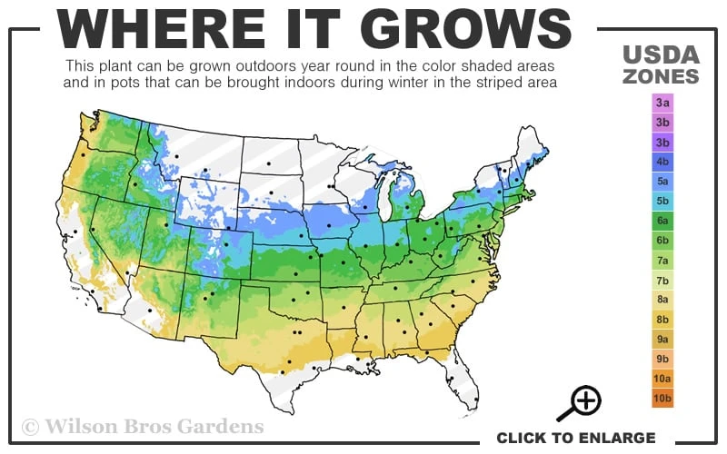 Green Velvet Boxwood - 6 Pack Of 1 Gallon Pots 5 Green Velvet Boxwood - 6 Pack Of 1 Gallon Pots - Image 3