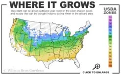 All That Glows Arrowwood Viburnum - 2 Gallon Pot -Garden Plants 5a 8b 32