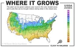 Yellow Bird Magnolia Tulip Tree - 3 Gallon Pot -Garden Plants 5a 9a 1