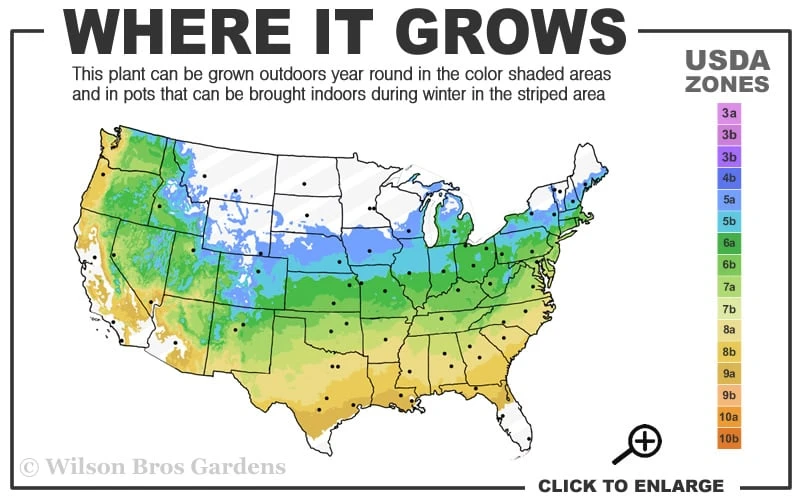 Jubilee Southern Highbush Blueberry - 3 Gallon Pot 4 Jubilee Southern Highbush Blueberry - 3 Gallon Pot - Image 3