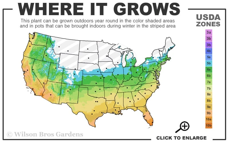 Sweetbay Magnolia - 2 Gallon Pot 5 Sweetbay Magnolia - 2 Gallon Pot - Image 3