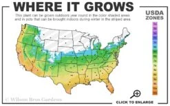 Brackens Brown Beauty Magnolia - 7 Gallon Pot (3-4') -Garden Plants 5b 11 3