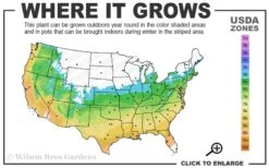 Shadow Sentry Pyramidal Boxwood - 3 Gallon Pot -Garden Plants 5b 9b