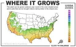 Russian 26 Cold Hardy Pomegranate - 1 Gallon Pot -Garden Plants 6B 11 1