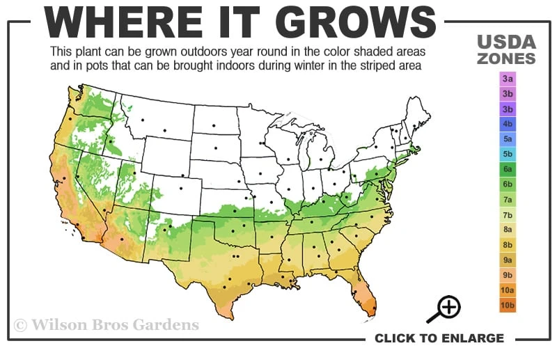 Russian 26 Cold Hardy Pomegranate - 6 Pack Of 1 Gallon Pots 5 Russian 26 Cold Hardy Pomegranate - 6 Pack Of 1 Gallon Pots - Image 3