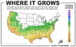 Leyland Cypress - 1 Gallon Pot -Garden Plants 6a 10a