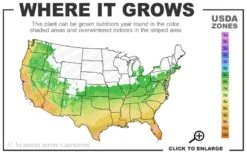 Osage Thornless Blackberry - 1 Gallon Pot 8 Osage Thornless Blackberry - 1 Gallon Pot -Garden Plants 6a 10b