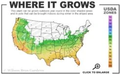 Russian 26 Cold Hardy Pomegranate - 3 Gallon Pot 10 Russian 26 Cold Hardy Pomegranate - 3 Gallon Pot -Garden Plants 6a 11