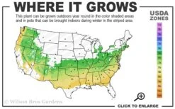 Zabel Laurel (Prunus Laurocersasus 'Zabeliana') - 6 Pack Of 1 Gallon Pots -Garden Plants 6a 8b 1