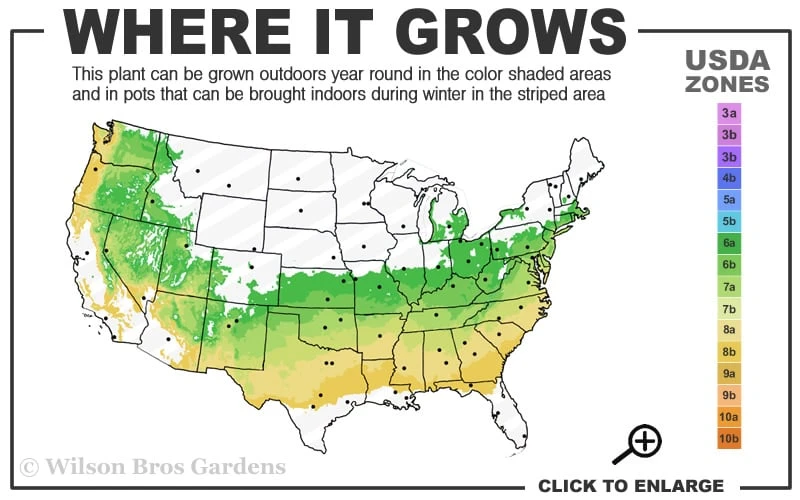 Variegated Boxwood Cone Topiary (Buxus Sempervirens 'Variegata') - 3 Gallon Pot 5 Variegated Boxwood Cone Topiary (Buxus Sempervirens 'Variegata') - 3 Gallon Pot - Image 3