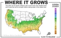 Titan Blueberry - 1 Gallon Pot 10 Titan Blueberry - 1 Gallon Pot -Garden Plants 6a 9a