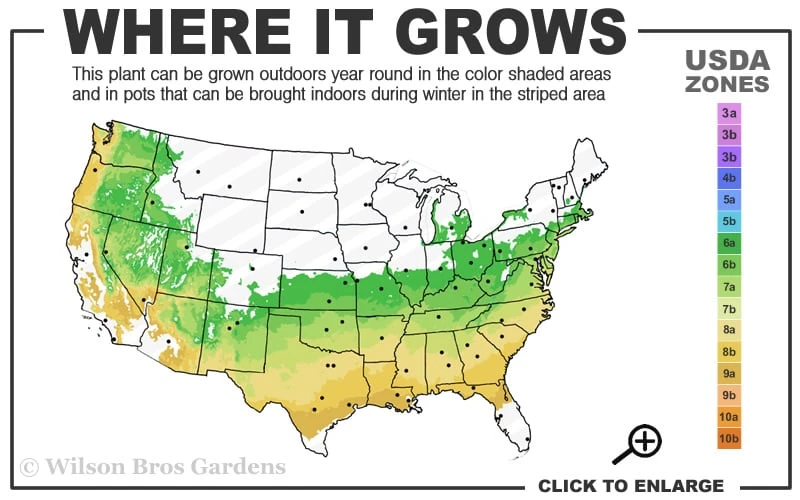 Titan Blueberry - 1 Gallon Pot 5 Titan Blueberry - 1 Gallon Pot - Image 3