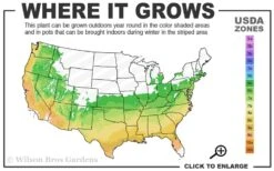 Mooshatanio Native Azalea (Rhododendron X Austrinum) - 1 Gallon Pot -Garden Plants 6a 9b 4