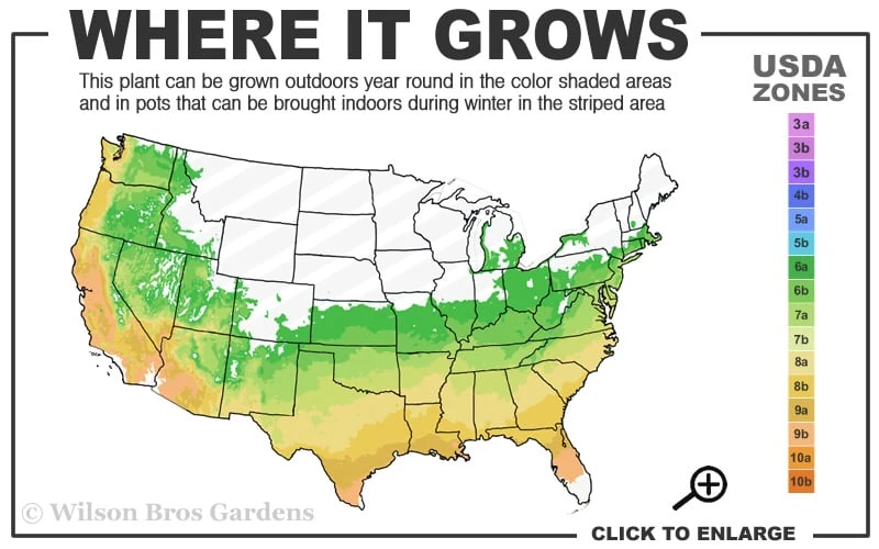 Pink Alabama Native Azalea - Rhododendron - 3 Gallon Pot 5 Pink Alabama Native Azalea - Rhododendron - 3 Gallon Pot - Image 3