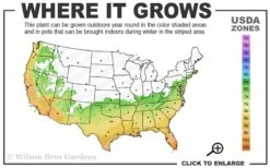 Fortune's Cold Hardy Tea Olive (Fragrant Osmanthus) - 6 Pack Of 1 Gallon Pots -Garden Plants 6b 10b 13