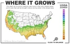 Climax Rabbiteye Blueberry - 3 Gallon Pot 8 Climax Rabbiteye Blueberry - 3 Gallon Pot -Garden Plants 6b 9b