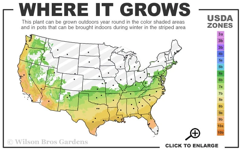 Emily Bruner Pyramidal Holly - 3 Gallon Pot 5 Emily Bruner Pyramidal Holly - 3 Gallon Pot - Image 3
