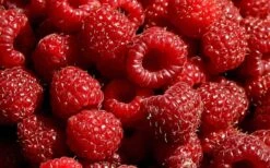 Heritage Raspberry - 6 Pack Of 1 Gallon Pots 9 Heritage Raspberry - 6 Pack Of 1 Gallon Pots -Garden Plants 7770 red raspberry heritage