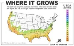 Edgeworthia Chrysantha - Paper Bush - 1 Gallon Pot 17 Edgeworthia Chrysantha - Paper Bush - 1 Gallon Pot -Garden Plants 7a 10a 1