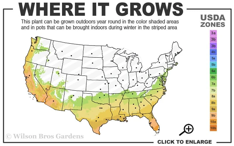 Edgeworthia Chrysantha - Paper Bush - 1 Gallon Pot 5 Edgeworthia Chrysantha - Paper Bush - 1 Gallon Pot - Image 3