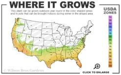 Sheila Cold Hardy Eucalyptus Tree (Eucalyptus Stellulata) - 6 Pack Of 1 Gallon Pots -Garden Plants 7a 10b 23