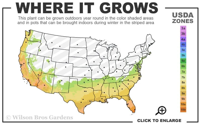 Shishi Gashira Dwarf Camellia Sasanqua - 3 Gallon Pot 5 Shishi Gashira Dwarf Camellia Sasanqua - 3 Gallon Pot - Image 3