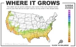 Carolina Sapphire Arizona Cypress - 5 Gallon Pot 11 Carolina Sapphire Arizona Cypress - 5 Gallon Pot -Garden Plants 7a 9b 17