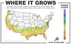 Moonlit Lace Viburnum - 1 Gallon Pot -Garden Plants 7a 9b thumbnail 1