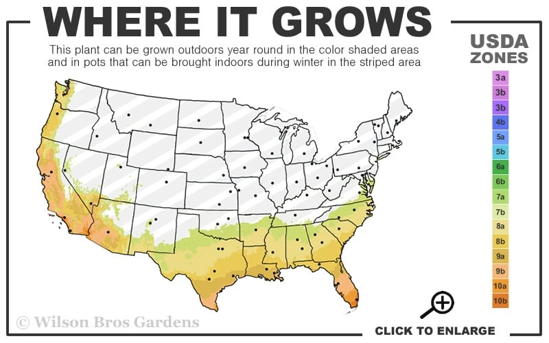 Red Formosa Azalea - 3 Gallon Pot 5 Red Formosa Azalea - 3 Gallon Pot - Image 3