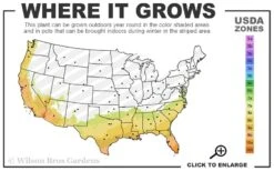 Echo Bloom 'N Again Azalea - 2 Gallon Pot -Garden Plants 7b 10b 16