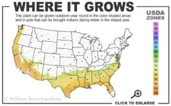 Alapaha Rabbiteye Blueberry - 1 Gallon Pot -Garden Plants 7b 9b 1